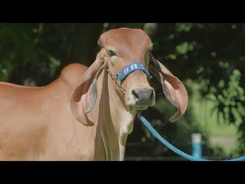 LOTE 15   IPANEMA FIV DO BASA   BASA 3093