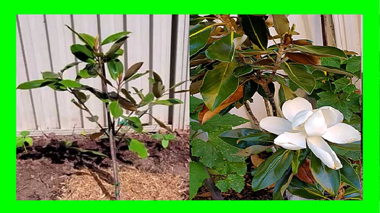olive plant Olive Tree (Copy) Houseplant main image 0