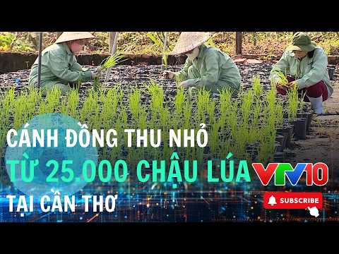 Từ cây mạ đến trổ bông trong những chiếc chậu lúa | VTV10 – Đài Truyền hình Việt Nam