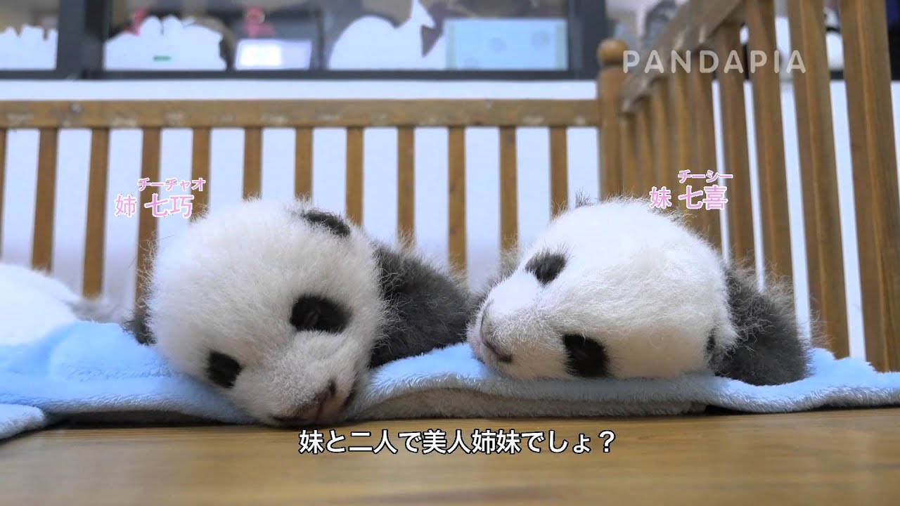 pandas merge 2014年生まれのパンダ ﹣七巧
