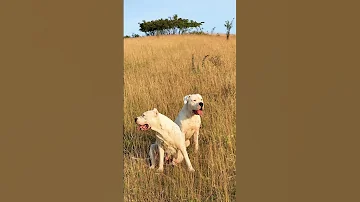 Dogo Argentino In The Sun Dogoargentino Dogoargentinoworld Doggolove Doggo Doglife 
