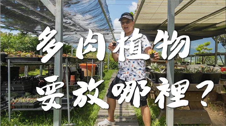 田中先生多肉植物｜EP3｜買回來的多肉植物要放在哪裡？ - 天天要聞