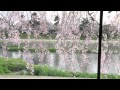 EOS MOVIE*京都・桜さんぽ〜Sakura walk '12〜 (HD1080p)