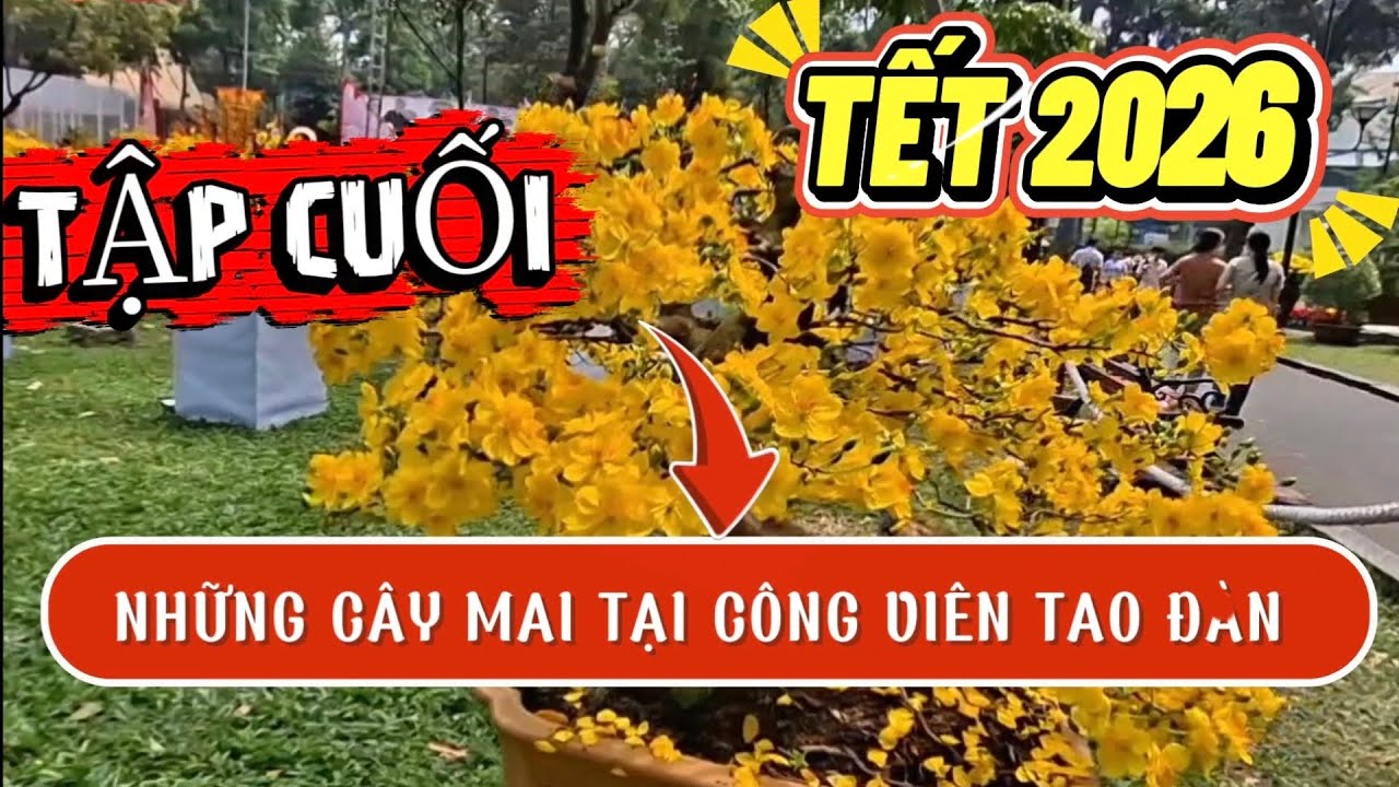 Mai Tết 2026 , Tập cuối xem lại những cây mai Còn lại tại Công viên Tao Đàn 2026 .#tintucchannel 