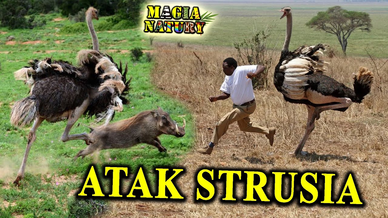 Kopnięcie, Które Rozpruwa Brzuch! - STRUŚ - Ptasi Gigantyzm