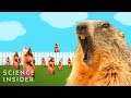 Understanding Groundhogs