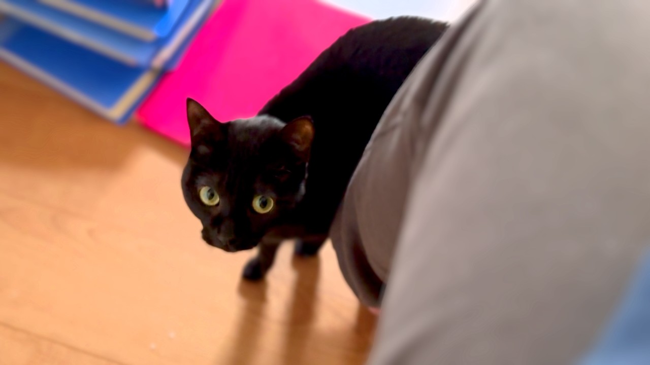 なづきの楽園崩壊…突然消えたパパの仕事部屋と寂しそうな黒猫ちゃん