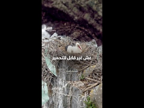 عش غير قابل للتدمير