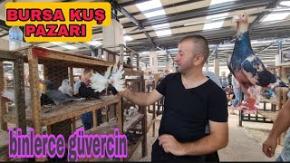 En Kral Hayvan Pazari Bursa Kuş Pazari Güverci̇n Bölümü 3