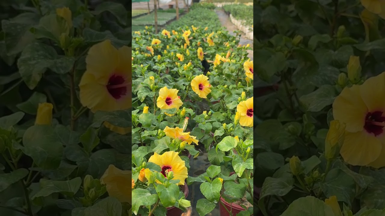 #mini-hibiscus #flowers