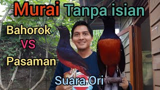 Suara Original Murai Bahorok non isian seperti di alam ada 200ekor #kicaumania #muraibatu #gantangan