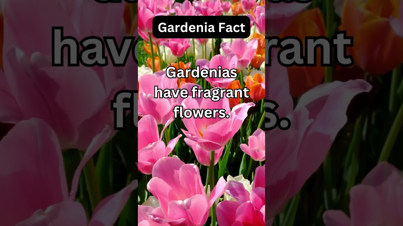 Discover the Hidden Secrets of Unique Plants: Unveil Nature’s Wonders! 