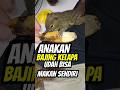 BAJING KELAPA REBUTAN MAKAN PISANG #bajing #bajingkelapa #tupai #tupaikelapa #tupailucu #hewanlucu