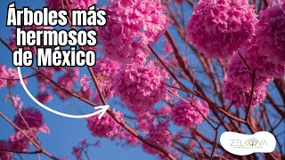 Árboles Más Hermosos de México - PARTE 1
