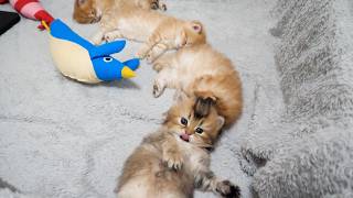 Before I knew it, the kitten siblings were lined up in a row taking a nap—so adorable...