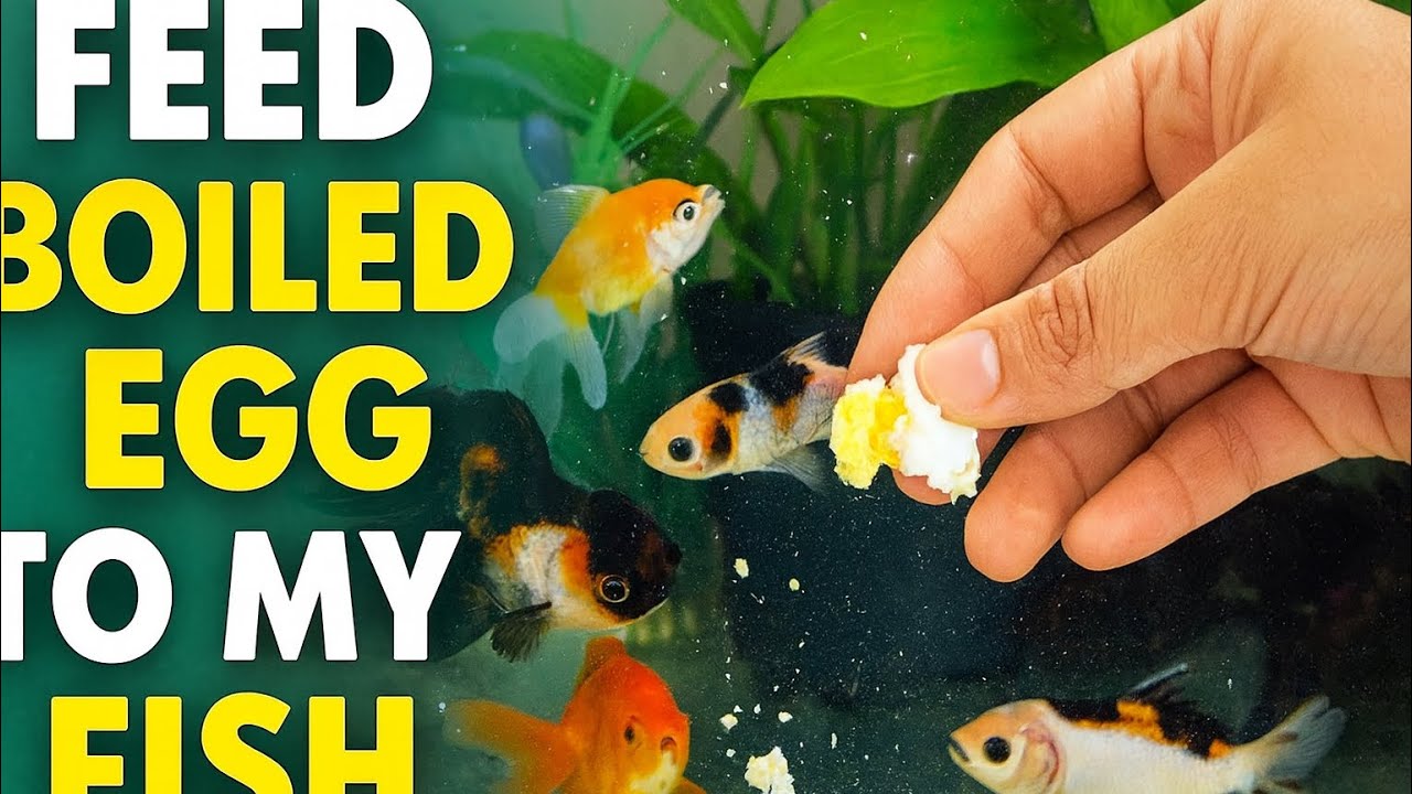 Best home made food for fish || Feeding boil egg to my goldfish || How ...