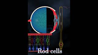 Human Eye Rod cell Human Eye Rod cell
