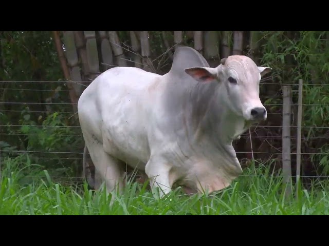 Lote 27 - Touros BMT