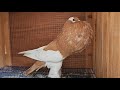 حمام نفاخ عملاق من ابو مريم التونسي