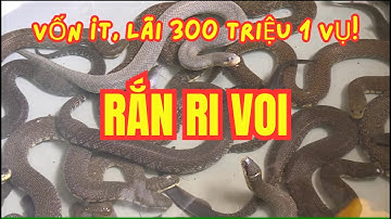 Nuôi Rắn Ri Voi Đúng Cách | Vốn Ít, Lãi Tới 300 Triệu Mỗi Vụ!