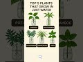 Plants that grow in water #houseplants #garden #indoorplants #plant #homegarden Mp3 Song