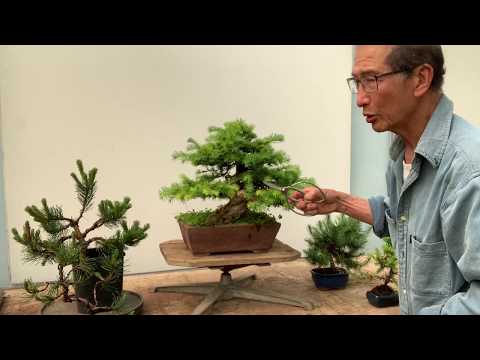 Video: Jinsi Conifers Hupanda