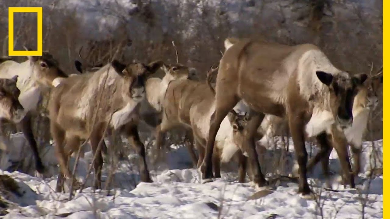 Le déplacement d'une harde de 1 000 rennes