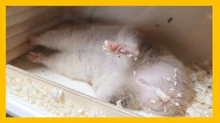 Hamster collapsed after eating paprika