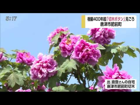 0417 唐津市「切木ボタン」見頃 - 0417 唐津市「切木ボタン」見頃