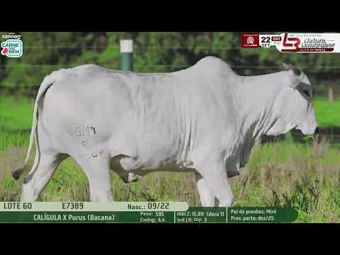 LOTE 60   E 7389