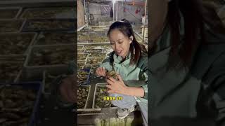 Rain Forest-Seafood 2021-الغابات المطيرة - المأكولات البحرية 2021-열대 우림-해산물 2021