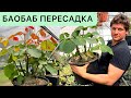 БАОБАБ МЕКСИКАНСКИЙ / БОМБАКС / BOMBAX / КАУДЕКС / ЭКЗОТИЧЕСКИЕ БУТЫЛОЧНЫЕ РАСТЕНИЯ / FAT PLANTS