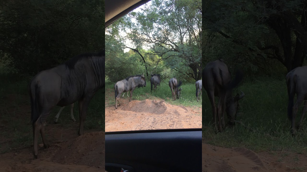 Leeupoort Tariewe is bekostigbaar vir Alle Gesinsgrotes -