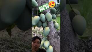 Daming Bunga Ng Mangga Ang Galing Talaga Ng Technique Nila