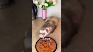Ferrets So Flexible #ferrets #animals #pets