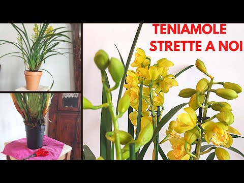 Video: Ar cymbidium orchidėjos augs viduje?