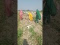 Badi Badi Aalu Bikay Bagle Me Song Bannibannageet 