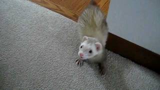 bowie the ferret hacky sack