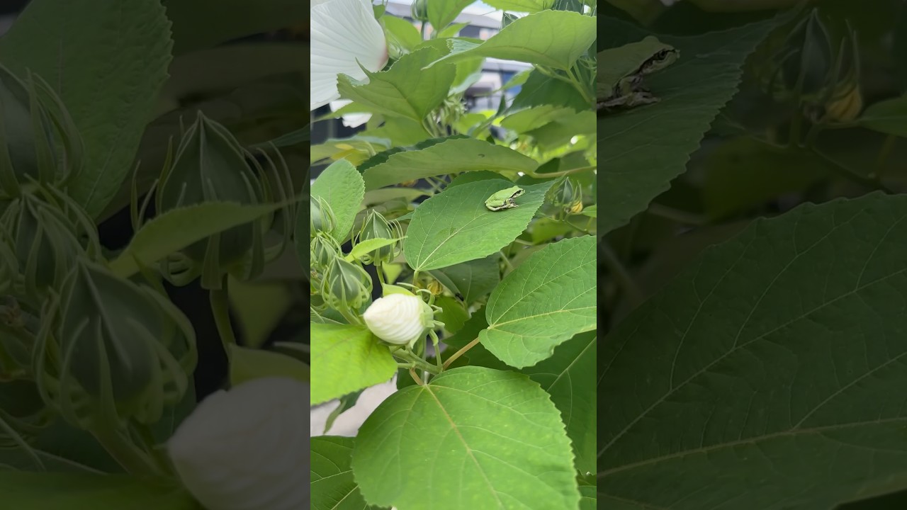 結構背丈のある葉っぱにもカエル🐸ちゃんいるんだね。どうやって登ってるの？ #カエル #風 #植物
