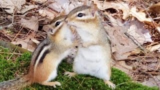 다람쥐 쳐키가 이곳에 아기를 낳은 이유 The Reason Chipmunk Chucky Had Her Babies Here