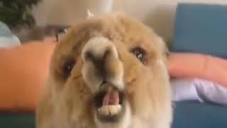 Alfie The Alpaca by Wild Wild Pets 20,768 views 5 years ago 3 minutes, 2 seconds