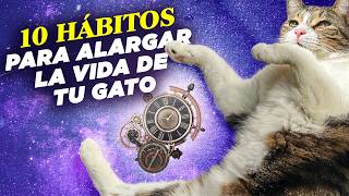 10 hábitos que ayudan a ALARGAR LA VIDA DE TU GATO ❤️😺