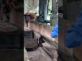 Fantastic Teak Wood Sawing Process | Luxury Frame Lumber #shorts