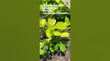 Yellowing Of Groundnut/Peanut Leaves | Causes & Management
