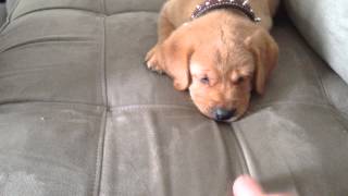 Sweet Puppy Crawls & Squeaks by Shaylee S 82 views 10 years ago 1 minute, 1 second