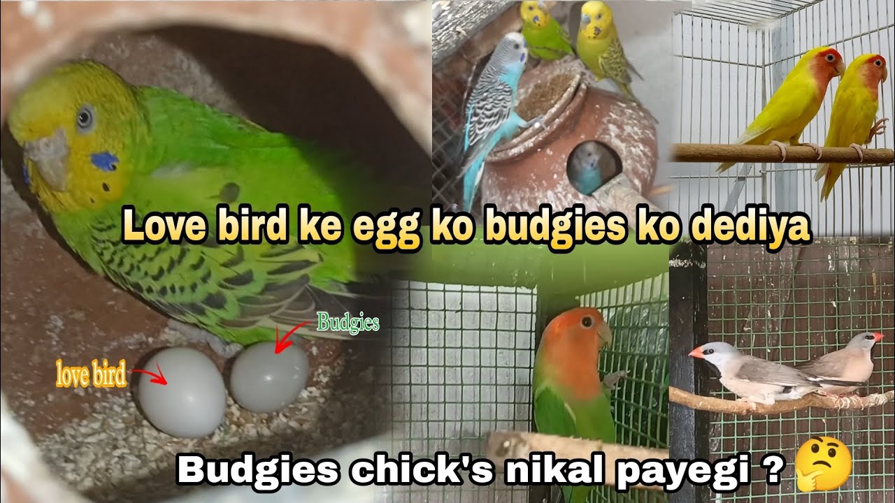 Love bird ne egg dediye 😍 kiya budgies lovebird ke chick's nikal payegi lovebirdbudgies