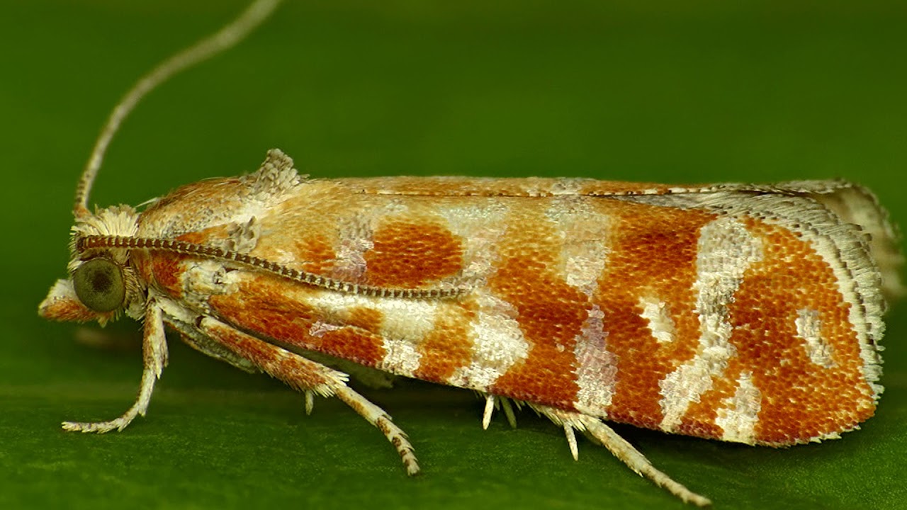 Feromon Tuzağı Asılması