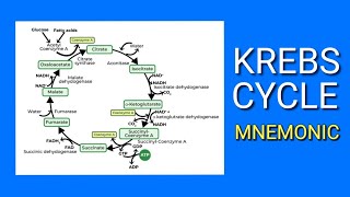 Krebs Cycle | Memorizing the Steps of the Krebs Cycle ( Citric Acid Cycle ) EASY Mnemonic