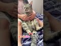ほんと猫好きになりましたなぁ　 #猫　#すずつむふう #キジトラ