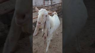 Long ear breeder #thebrosfarm